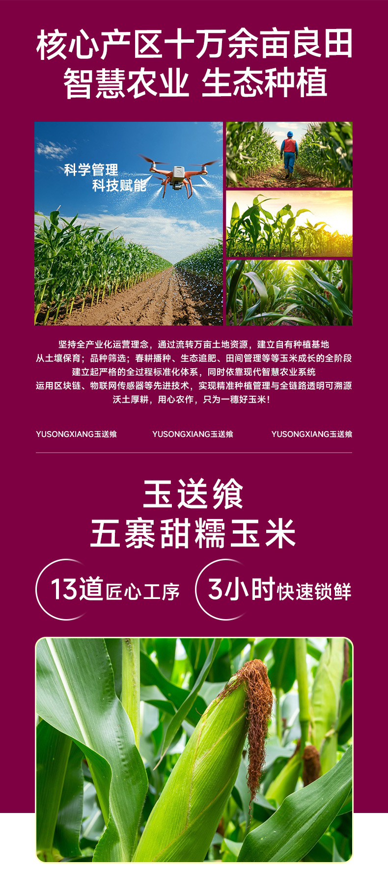 黑糯玉米_06.jpg