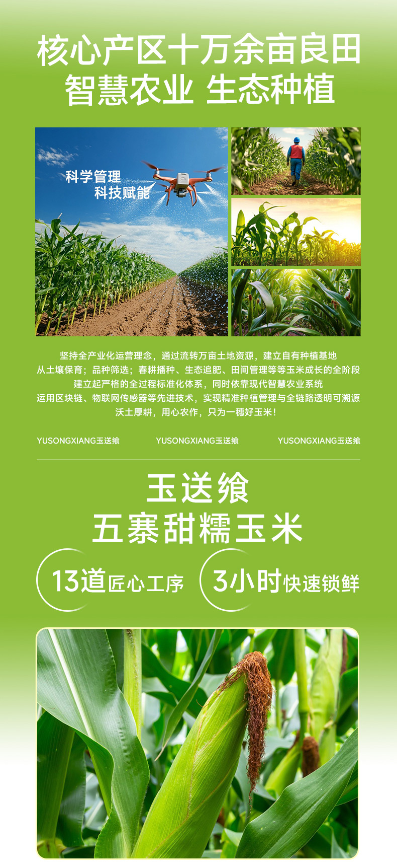 白糯玉米_06.jpg