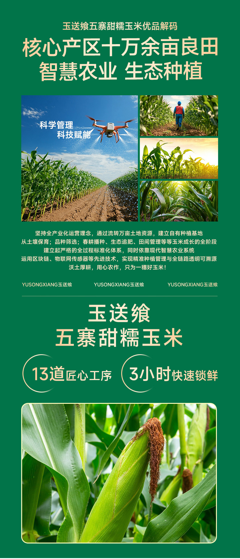 黄糯玉米_06.jpg